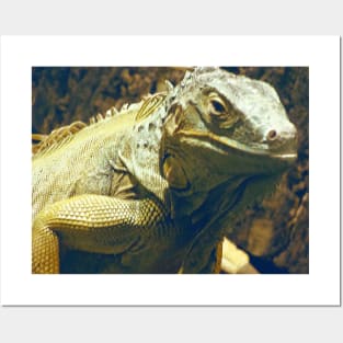 Iguana Posters and Art